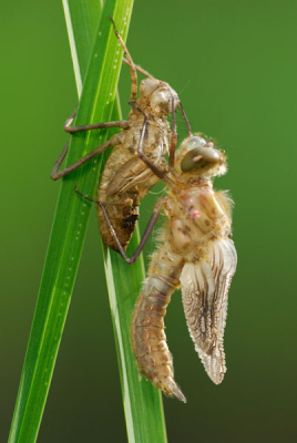 Net als zovele Insecten was de Smaragdlibel er dit jaar ook vroeg bij. Normaal begin mei.
Nikon D200 - Nikon Micro 200mm