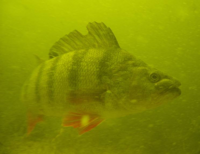 In deze periode veel vis, maar ook veel algengroei en zweefvuil in het water.
Hier een ontmoeting met een beschadigde Baars op 4 meter diepte.