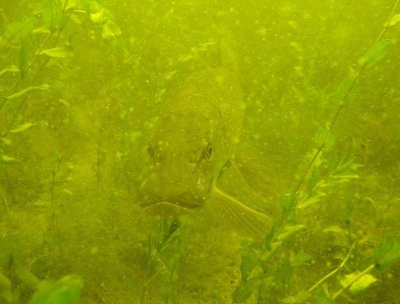 Veel jonge vis in de begroeing waar ook rovers op afkomen.
Deze Snoek lag hier mooi op de loer.
We (duikers duiken altijd met een buddy) hadden hem al gezien.
Wilde graag een vooraanzicht, dus voorzichtig naar toe gezwommen.
Ook deze gaat weer mooi op in zijn omgeving..