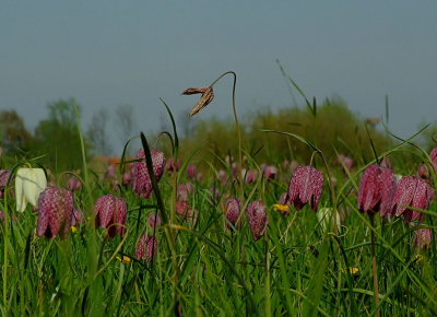 <i class='fa fa-user'></i> klomp | Kievitsbloemen in het landschap  <i class='fa fa-eye'> 200</i>   <i class='fa fa-comment-o'> 3</i>