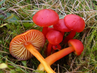 Deze wasplaatjes stonden met tientallen in het kortgemaaide hooilandje, niet ver van een klein beekje. De eerste zonnige dag na een wek slecht weer weer er extra vrolijk van!