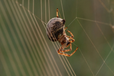 Het leuke aan spinnen is dat je er mooie beeldvullende composities van kan maken.
Nikon D200 - Nikon Micro 200mm - T6 voorzetlens