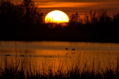 Gisteren de zonsondergang afgewacht.
Dit is het resultaat.
500mm, f9.0, 1/800 sec, -1/3 stop, uit de hand