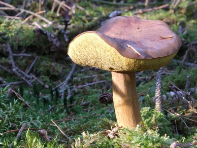 <i class='fa fa-user'></i> klomp | Kastanjeboleet  <i class='fa fa-eye'> 123</i>   <i class='fa fa-comment-o'> 1</i>