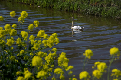 Aangezien de foto niet alleen over de zwaan gaat, maar meer de kade van het kanaal in het algemeen, plaats ik deze in Landschappen. Op de voorgrond zie je herik, wat nu overal bloeit langs de waterkant en wegen.