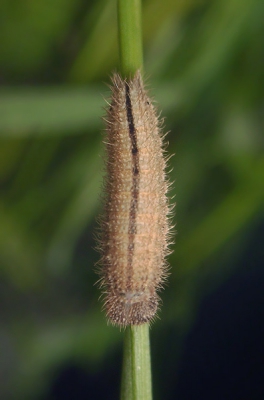 Een dagvlinder die als rups leeft op grassen, net als veel andere zandoogjes (ik meen gehoord te hebben dat ze nu behoren tot de nymphalidae). De rupsen overwinteren en rond deze tijd kun je ze bij nacht tegen komen. Tijdens het nachtvlinderen kwam ik twee rupsen tegen, waaronder deze. Opmerkelijke rupsen met stekels, een bol lichaam en een vrij forse kop.