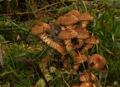 Deze honingzwammen zaten in een grote groep bij elkaar en zaten op een vrij lastige plaats

f14
s1/30
iso 200