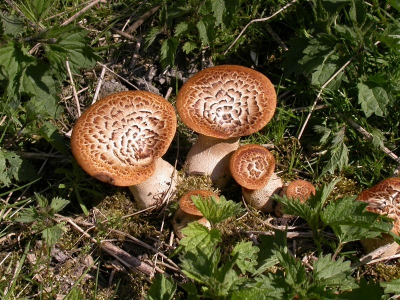 Langs het pad naar observatiepunt "Jan vd Boschpad" aan de Oostvaardersplassen. Een buisjes zwam met excentrische steel.