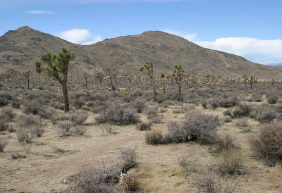 <i class='fa fa-user'></i> Peter Vercruijsse | Joshua Tree National Park  <i class='fa fa-eye'> 183</i>   <i class='fa fa-comment-o'> 1</i>