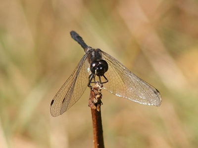 <i class='fa fa-user'></i>&nbsp;Karin&nbsp;| Zwarte Heidelibel&nbsp; <i class='fa fa-eye'>&nbsp;111</i> &nbsp; <i class='fa fa-comment-o'>&nbsp;1</i>