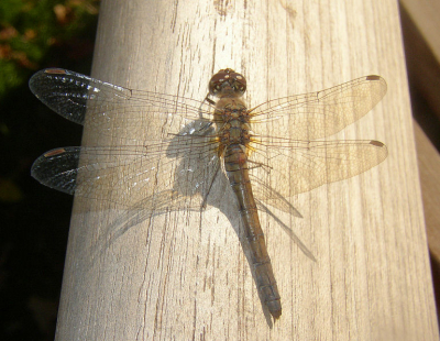 <i class='fa fa-user'></i> Monique | Bruinrode Heidelibel  <i class='fa fa-eye'> 107</i>   <i class='fa fa-comment-o'> 9</i>