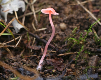 <i class='fa fa-user'></i> Marijke | Adonismycena  <i class='fa fa-eye'> 126</i>   <i class='fa fa-comment-o'> 3</i>