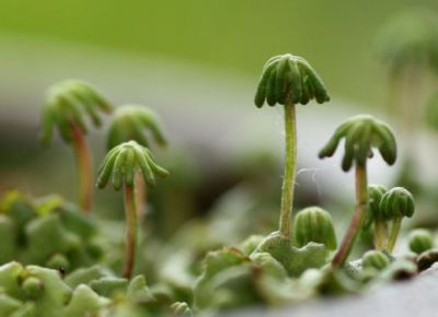 Parapluutjesmos in een bloempot