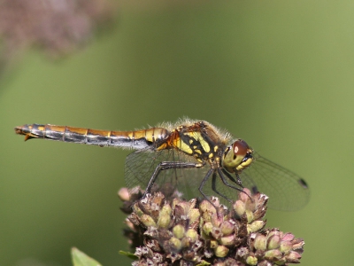 <i class='fa fa-user'></i>&nbsp;Karin&nbsp;| Zwarte Heidelibel&nbsp; <i class='fa fa-eye'>&nbsp;98</i> &nbsp; <i class='fa fa-comment-o'>&nbsp;0</i>