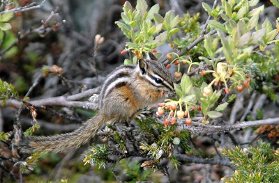 <i class='fa fa-user'></i> Jan Gal | Kleine Chipmunk  <i class='fa fa-eye'> 182</i>   <i class='fa fa-comment-o'> 5</i>