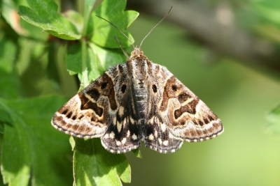 <i class='fa fa-user'></i> svdmolen | Mi-vlinder  <i class='fa fa-eye'> 85</i>   <i class='fa fa-comment-o'> 0</i>