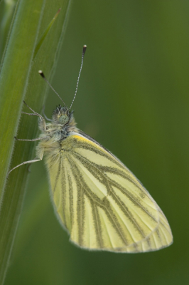 Deze vlinder bleef rustig in de luwte zitten, waardoor ik redelijk dicht bij kon komen.