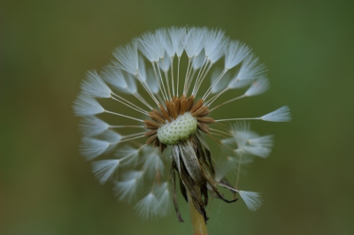 Deze foto is gemaakt met behulp van HDR. 1 goed belichte foto en een foto met 2 stops overbelicht en een met 2 stops onderbelicht, geeft het volgende resultaat. Daardoor ook iets onscherpte in de zaden. Toch vind ik het een mooi gelukte opname.
