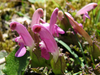 Vanmiddag heb ik deze bloemen gefotografeerd in het Wijnjeterper Schar ten zuiden van Drachten. Ik heb getracht te ontdekken om wat voor soort bloem het gaat, maar ik kom niet verder dan dat hij nog het meest lijkt op de prachtschubwortel ...
Wanneer iemand weet om wat voor bloemen het gaat, dan zou ik dat graag vernemen.