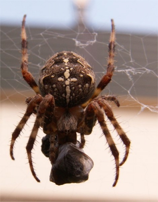 <i class='fa fa-user'></i>&nbsp;jannie&nbsp;| Kruisspin&nbsp; <i class='fa fa-eye'>&nbsp;143</i> &nbsp; <i class='fa fa-comment-o'>&nbsp;2</i>