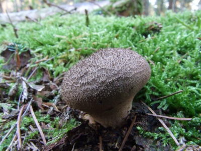 <i class='fa fa-user'></i> klomp | Zwartwordende Stuifzwam  <i class='fa fa-eye'> 90</i>   <i class='fa fa-comment-o'> 0</i>
