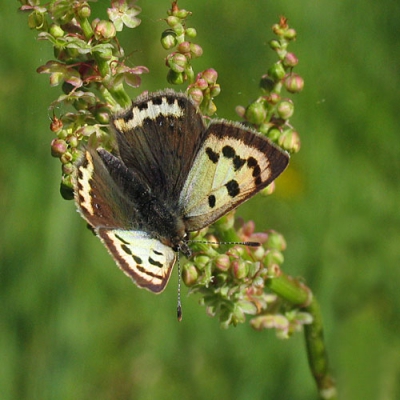 <i class='fa fa-user'></i> Vlinderkieker | Kleine Vuurvlinder  <i class='fa fa-eye'> 269</i>  <i class='fa fa-thumbs-up'> 1</i>   <i class='fa fa-comment-o'> 14</i>