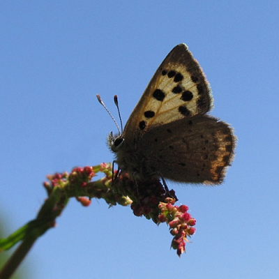 <i class='fa fa-user'></i> Vlinderkieker | Kleine Vuurvlinder  <i class='fa fa-eye'> 80</i>   <i class='fa fa-comment-o'> 2</i>