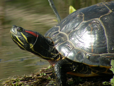 Grappig ogende schildpad , gedigiscoopt met swarovski AT80 en Coolpix 4500