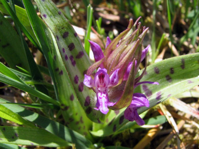 Dit is de eerste orchidee, die ik dit jaar bloeiend heb aangetroffen in het Wijnjeterper Schar. Ik kom niet verder dan dat het een orchidee is, maar ik ben wel benieuwd om wat voor soort het gaat.