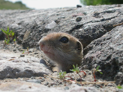 Echt fantastische beestjes, ze zitten overal. Zoals te zien zelfs onder het asfalt. Leuk is dat ze goed te benaderen zijn, deze zat op ongeveer 20 cm voor de lens.