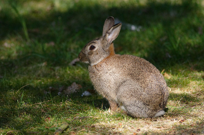 Dit konijntje zwierf zo nu en dan rond ons vakantiehuisje alleen bleef meestal verscholen tussen de planten.
Hier bleef hij even een paar tellen stil zitten in het ochtendzonnetje.
400mm, ISO800, F5.6, 1/1600sec, monopod.