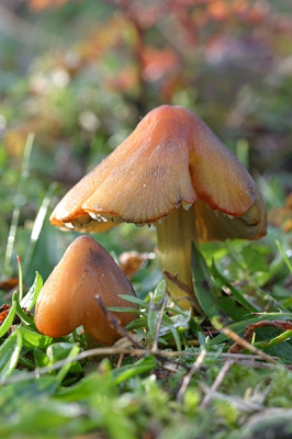 <i class='fa fa-user'></i> Herman Berkhoudt | Zwartwordende Wasplaat  <i class='fa fa-eye'> 111</i>   <i class='fa fa-comment-o'> 3</i>