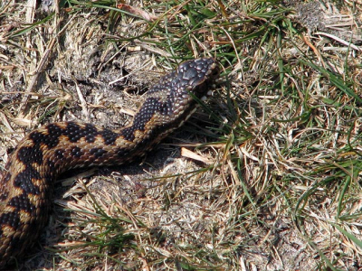 Deze adder lag rond het middaguur lekker te zonnen op het pad. Hij gunde me zelfs de tijd voor een close-up