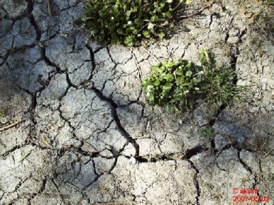 Gebarsten kleigrond door de droogte.