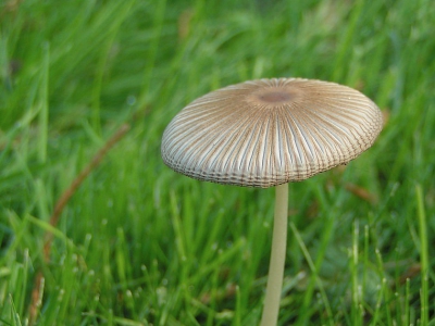 <i class='fa fa-user'></i> huub machiels | Gewoon Plooirokje  <i class='fa fa-eye'> 187</i>   <i class='fa fa-comment-o'> 1</i>