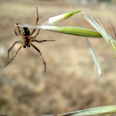 Deze bezige spin fotografeerde ik op een rondreis door Griekenland. Hij begon net aan zijn web. De plaat vindt ik vierkant beter uitkomen vandaar deze afmetingen. Ik weet alleen niet zeker of ik te maken heb met een kruisspin.