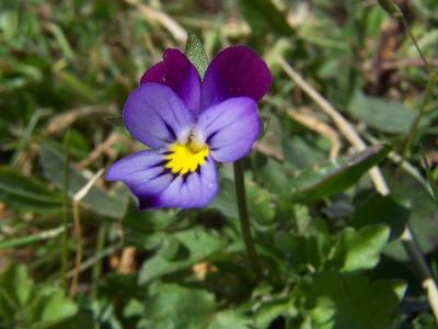 Drie kleurig akkerviooltje gevonden tijdens een flora en fauna onderzoek.