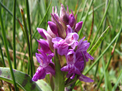 Eerder deze week trof ik voor het eerst dit jaar in het Wijnjeterper Schar een bloeiende brede orchis aan. Nu, 5 dagen later, staan er al meerdere exemplaren in bloei, en met de voorspelde regen zullen er de komende dagen waarschijnlijk nog vele volgen.