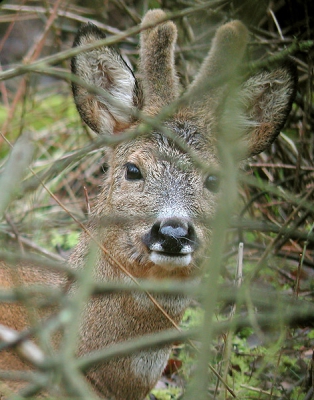 <i class='fa fa-user'></i>&nbsp;Bas de Bruijn&nbsp;| Ree&nbsp; <i class='fa fa-eye'>&nbsp;251</i> &nbsp; <i class='fa fa-comment-o'>&nbsp;1</i>