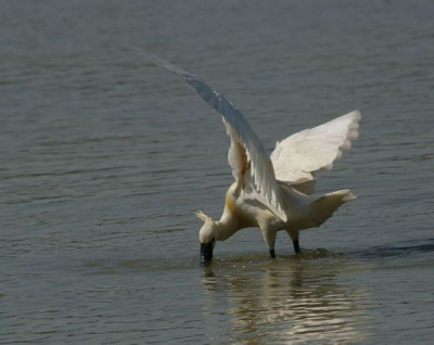 Gemaakt toen mijn zoon me een dagje meenam naar de Oostvaardersplassen.
Pentax ist*-DL met 400mm lens.