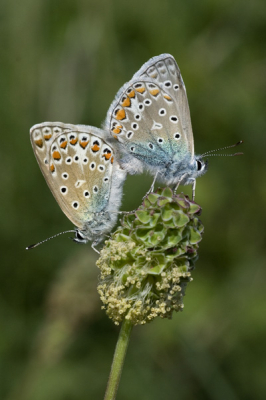 Het icarusblauwtje is al vaak gefotografeerd, maar ik kan het toch niet laten deze in te sturen. Fraaie beestjes, die tijdens de paring gelukkig even blijven zitten.