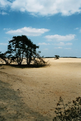 <i class='fa fa-user'></i> sandervdd | Zandlanschap op de Hoge Veluwe  <i class='fa fa-eye'> 189</i>   <i class='fa fa-comment-o'> 1</i>