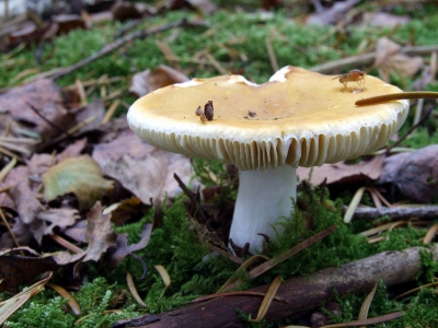 <i class='fa fa-user'></i> klomp | Geelwitte Russula  <i class='fa fa-eye'> 123</i>   <i class='fa fa-comment-o'> 1</i>