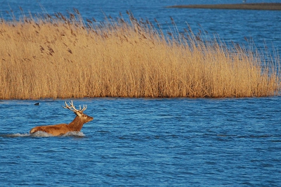 Een edelhert dat vanuit het Fluitbos bij Almere al zwemmend de weg naar het hart van de OVP kiest. M.i. zijn er hier wel drie bewegingen te zien: het hert dat zwemt, het riet wat waait in de richting van de wind en de golfjes op het water.