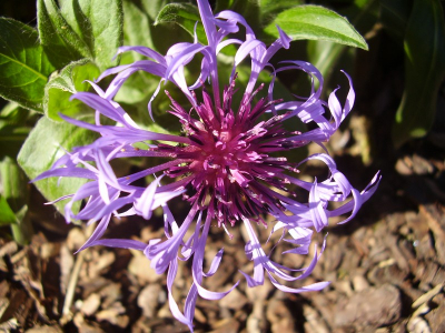 Deze bloem stond bij ons in de tuin