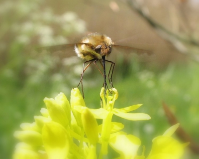 met de vlucht die lijkt op die van van een kolibrie
viel dit insect me enorm op