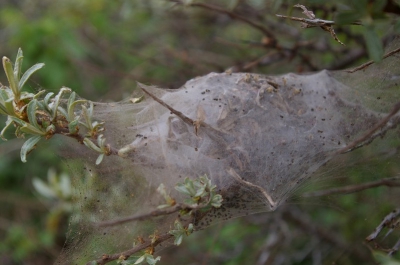 De eerste keer op deze site, en ook meteen men eerste foto's van een gezamelijk nest van de bastaardsatijnvlinder. De foto van de rupsen volgt nog...
Ik hoop op wat reacties, tips of commentaren.