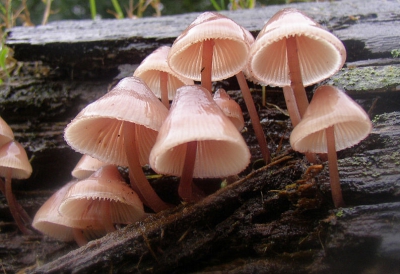 <i class='fa fa-user'></i> Monique | Grote bloedsteel mycena  <i class='fa fa-eye'> 151</i>   <i class='fa fa-comment-o'> 7</i>