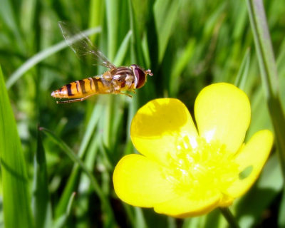 net voor de landing "gevangen"