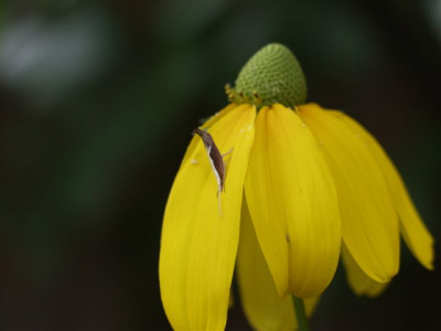 Deze foto is gemaakt in onze achtertuin en we hebben werkelijk gn idee wat dit voor een diertje is, dus... wie het weet mag het zeggen ;o)